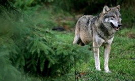 100 жилийн дараа Бельгид анхны чоно үзэгдэж, хонь авлажээ
