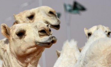 Саудын Араб улсын сайхан тэмээ шалгаруулах тэмцээнээс 12 тэмээ хасагдсан.