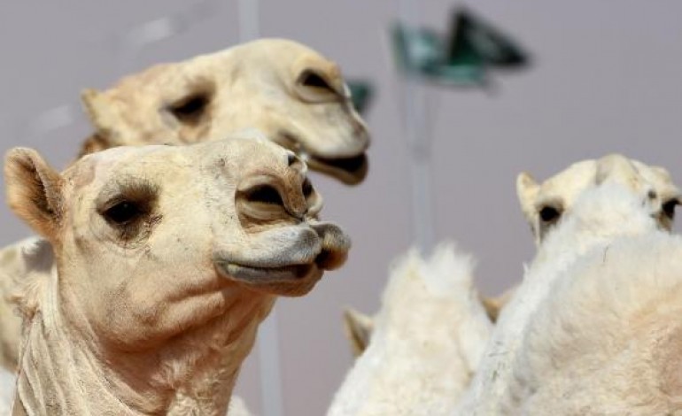 Саудын Араб улсын сайхан тэмээ шалгаруулах тэмцээнээс 12 тэмээ хасагдсан.