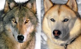 Нохойны өвөг үндсийг хөөгөөд явах юм бол чоно болно.