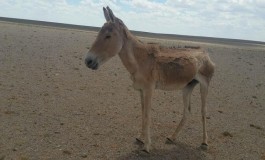 ГОВЬД ГАН БОЛЖ ХУЛАН АНГАЖ БАЙНА